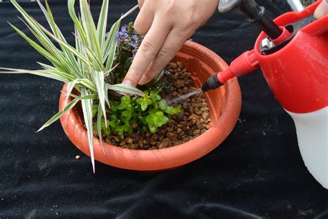 水生植物四大類|水生植物主題館